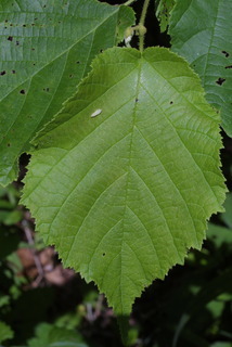 Corylus americana, leaf - whole upper surface