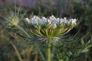 Daucus carota, inflorescence - lateral view of flower