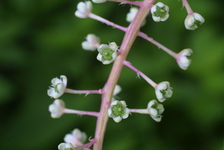 Phytolacca americana, inflorescence - frontal view of flower