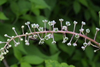 Phytolacca americana, inflorescence - whole - unspecified