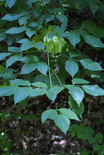 Staphylea trifolia, whole tree or vine - general