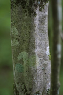 Carpinus caroliniana, bark - of a small tree or small branch