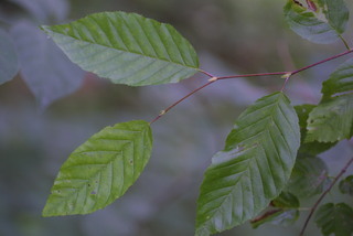 Carpinus caroliniana, leaf - showing orientation on twig