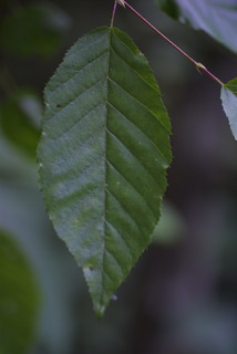 Carpinus caroliniana, leaf - whole upper surface