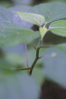 Laportea canadensis, stem - showing leaf bases