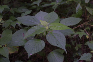 Laportea canadensis, whole plant - juvenile