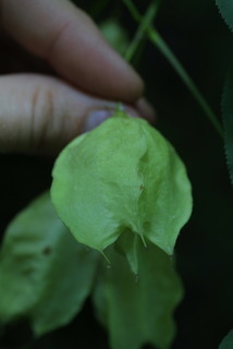 Staphylea trifolia, fruit - lateral or general close-up