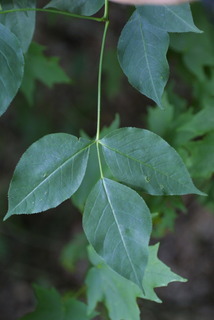Staphylea trifolia, leaf - whole upper surface