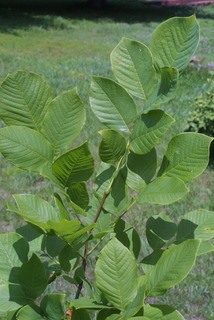 Cladrastis kentukea, leaf - showing orientation on twig