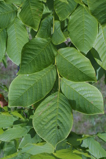 Cladrastis kentukea, leaf - whole upper surface