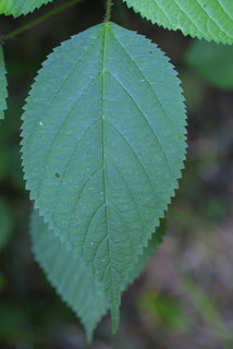Laportea canadensis, leaf - basal or on lower stem