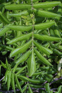Sambucus nigra, leaf - whole upper surface