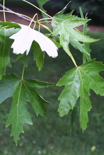Acer saccharinum, leaf - showing orientation on twig