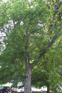 Celtis laevigata, whole tree or vine - general