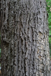 Quercus bicolor, bark - of a large tree