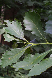 Quercus bicolor, leaf - showing orientation on twig