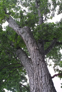Quercus bicolor, whole tree or vine - view up trunk