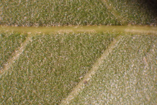 Quercus imbricaria, leaf - unspecified
