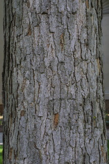 Quercus michauxii, bark - of a large tree