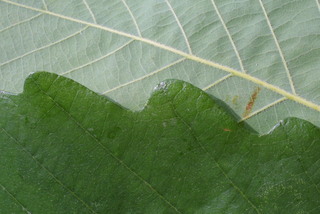 Quercus michauxii, leaf - margin of upper + lower surface