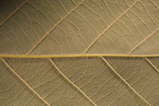 Quercus michauxii, leaf - unspecified