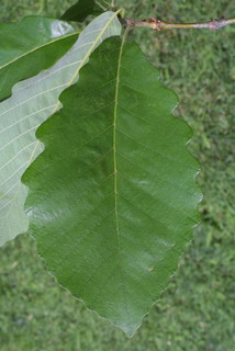 Quercus michauxii, leaf - whole upper surface