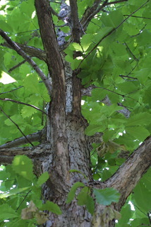 Quercus michauxii, whole tree or vine - view up trunk