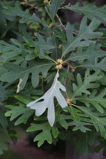 Quercus alba, leaf - showing orientation on twig