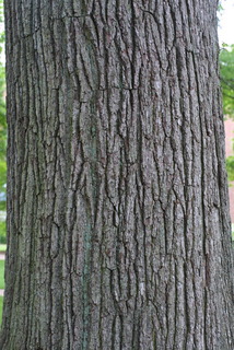 Quercus macrocarpa, bark - of a large tree