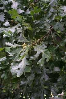 Quercus macrocarpa, leaf - showing orientation on twig