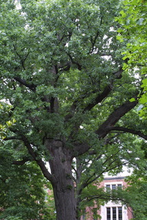 Quercus macrocarpa, whole tree or vine - general