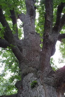 Quercus macrocarpa, whole tree or vine - view up trunk