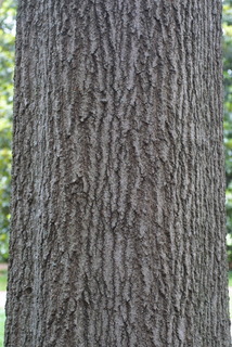 Quercus shumardii, bark - of a large tree