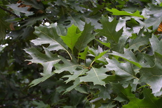 Quercus shumardii, leaf - showing orientation on twig