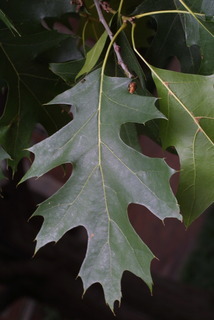 Quercus shumardii, leaf - whole upper surface