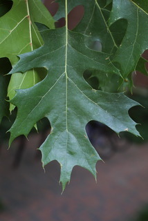 Quercus shumardii, leaf - whole upper surface