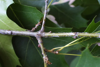 Quercus shumardii, twig - orientation of petioles
