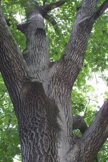 Quercus shumardii, whole tree or vine - view up trunk