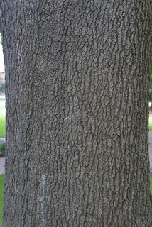 Quercus velutina, bark - of a large tree