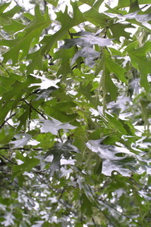 Quercus velutina, leaf - showing orientation on twig