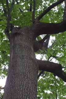 Quercus velutina, whole tree or vine - view up trunk