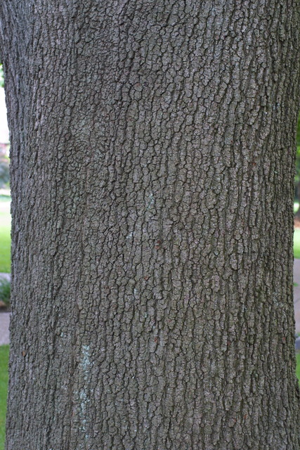 Quercus velutina - Black Oak -- Discover Life