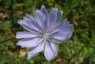 Cichorium intybus, inflorescence - frontal view of flower