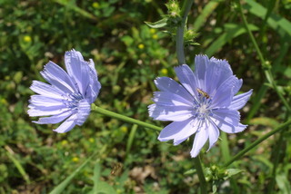 Cichorium intybus, inflorescence - whole - unspecified