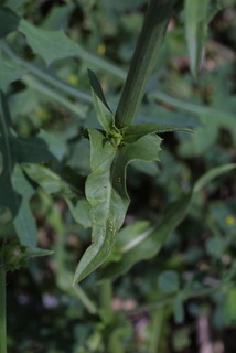 Cichorium intybus, leaf - on upper stem