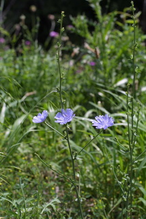 Cichorium intybus, whole plant - in flower - general view