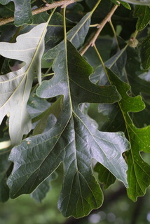 Quercus macrocarpa, leaf - whole upper surface