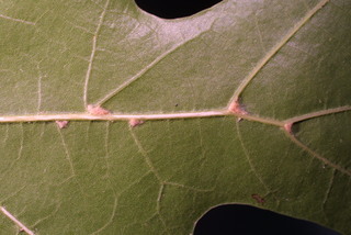 Quercus shumardii, leaf - unspecified