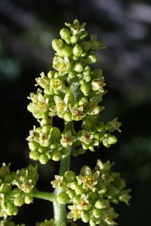 Rhus glabra, inflorescence - frontal view of flower
