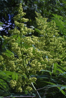 Rhus glabra, inflorescence - whole - unspecified